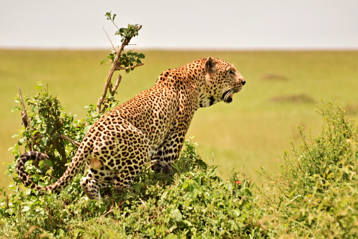 GrabTech Safaris Team